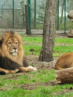Парк львов «Тайган»